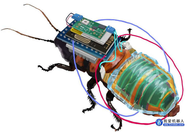 日本科学家开发出遥控机器人蟑螂 “半机械昆虫”设计取得突破！