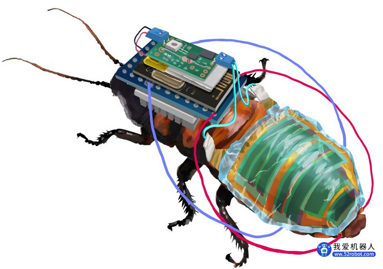 “半机械昆虫”设计取得突破！日本科学家开发出遥控机器人蟑螂