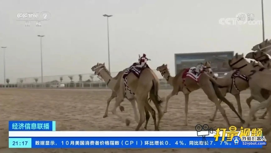 新奇！卡塔尔举办骆驼赛跑比赛，机器人“挥鞭”当骑手