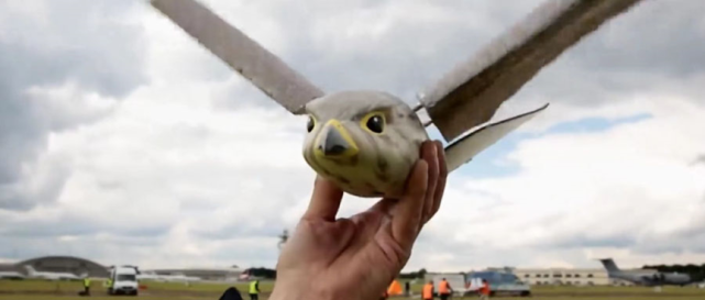 活久见！仿生猎鹰机器人现身机场 成功替代人力威慑鸟群