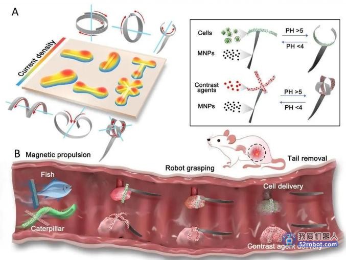 北理工发表关于水凝胶微机器人的研究成果