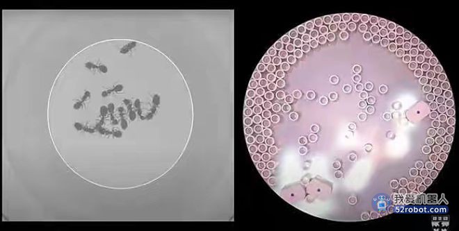 蚂蚁启发的仿生机器人群可齐心协力冲出“监狱”