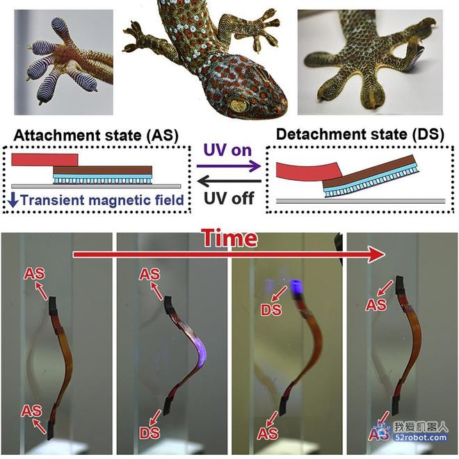 科研新成果！小型壁虎攀爬机器人可在任何表面上移动