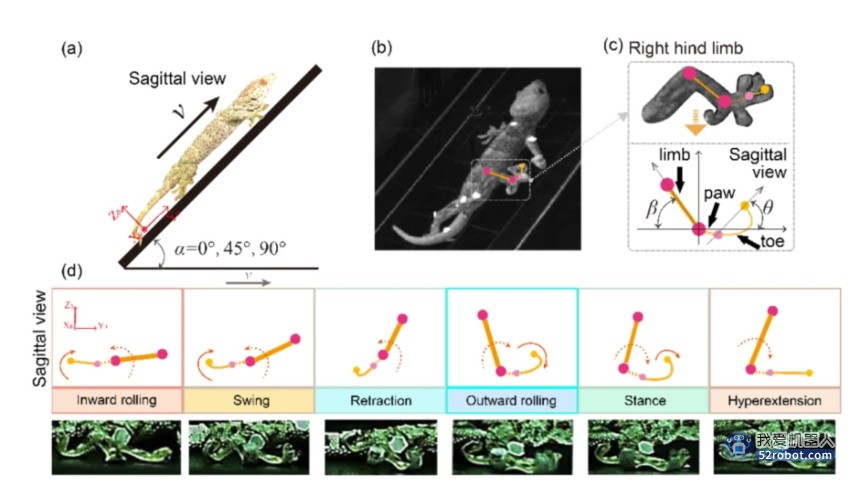 CBS：南航等高校团队研发新型壁虎机器人中枢神经控制策略